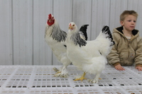 Hatchery Choice Layer Breeds Unsexed